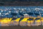 USA, New Mexico, Bosque Del Apache National Wildlife Refuge. Birds in water at sunrise. Art Print